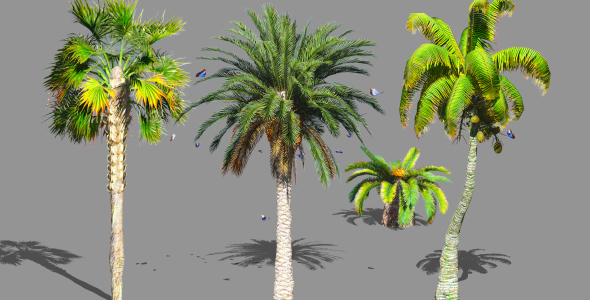Palms Collection  alt