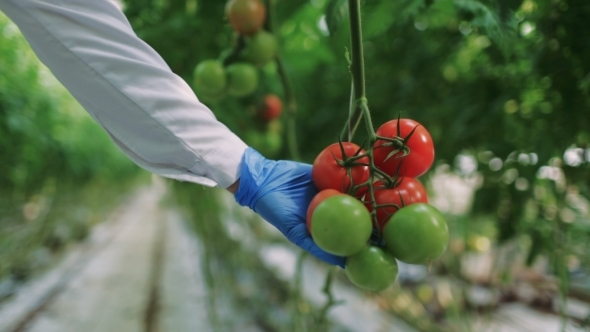 Scientist Checking a Tomato In The Greenhouse
