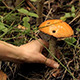 Mushrooming Orange-Cap Boletus - VideoHive Item for Sale