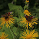 Two Peacock Butterflies - VideoHive Item for Sale