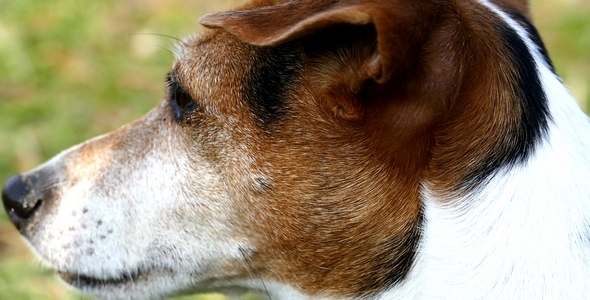 Jack Russell Terrier 12