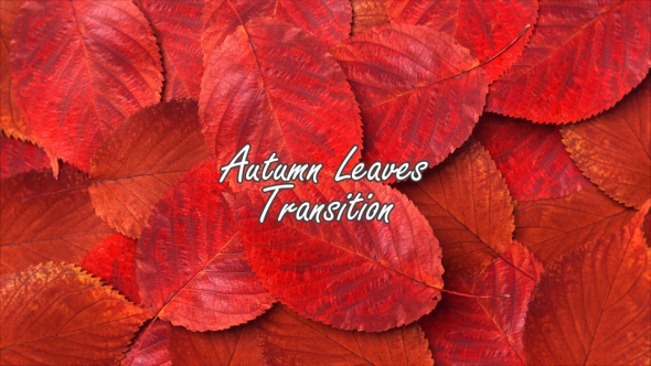 Autumn Leaves Transition alt