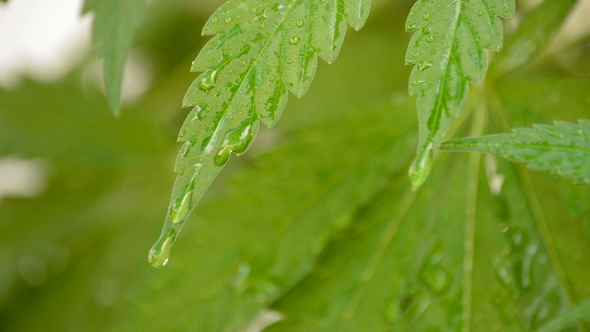 Marijuana Leaves with Water Droplets Slipping