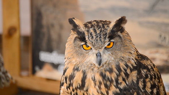 Eagle Owl Turning Head