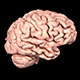 Realistic Human Brain Rotating - VideoHive Item for Sale