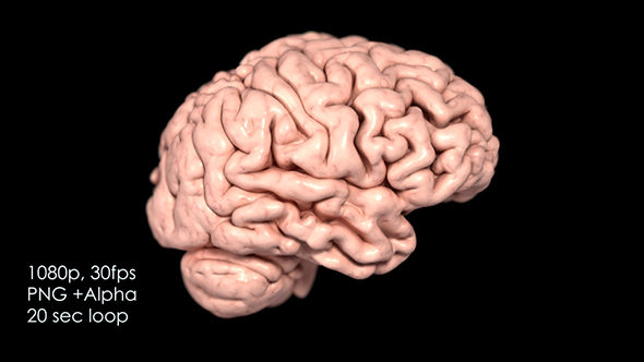 Realistic Human Brain Rotating