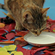 Cat Drinking Milk - VideoHive Item for Sale