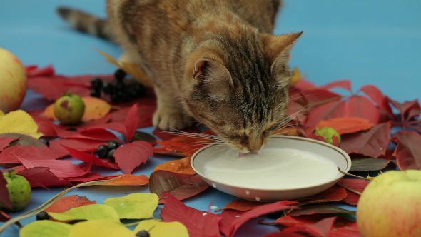 Cat Drinking Milk