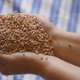 Wheat Seeds Into Female Hand Over Table - VideoHive Item for Sale