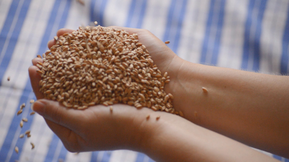 Wheat Seeds Into Female Hand Over Table