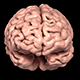 Human Brain 3D Scan Model - 3DOcean Item for Sale