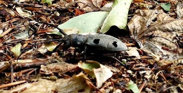Beautiful Beetle (Morimus funereus)