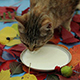 Cat Drinking Milk. - VideoHive Item for Sale