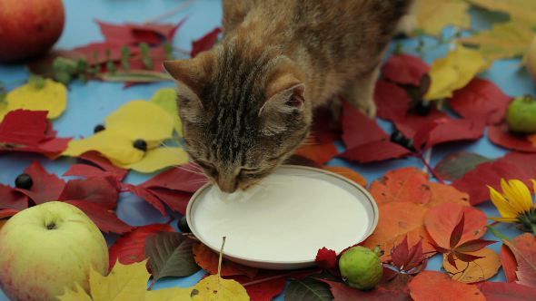 Cat Drinking Milk.