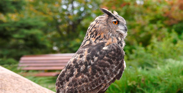 Owl Eagle