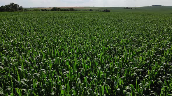 Rows Of Small Green Sprouts Of Corn