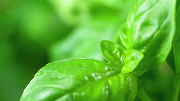 Super Slow Motion Shot of Water Drop Falling on Fresh Basil at 1000Fps