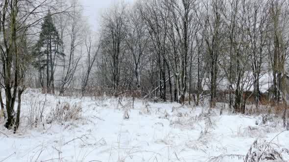 Heavy Snowfall in Winter Forest