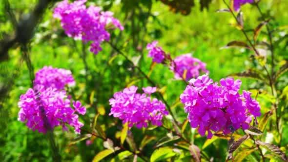 Pink Phlox Flowers Bush