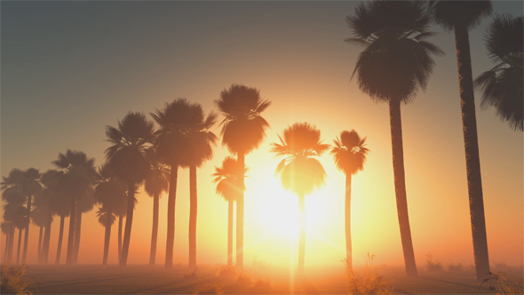 Palms at Sunset in Desert