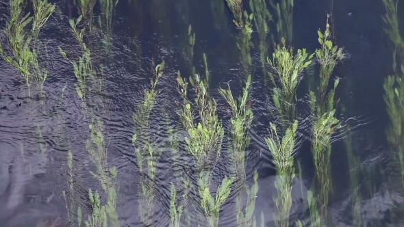 Underwater Plants