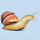 Snail High Poly Model - 3DOcean Item for Sale