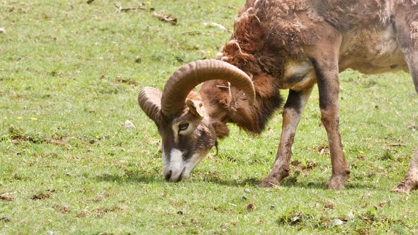 Close Up Of Alpine Ibex Capricorn grazing on green grass field during sunny day