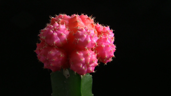 Red and Green Cactus Spinning