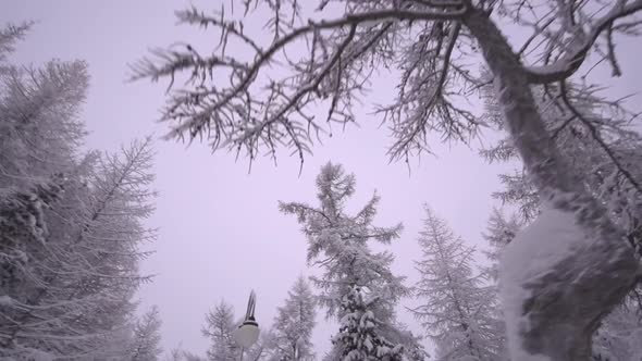 Snow covered trees in the park