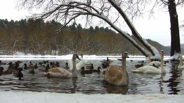 Swans and Ducks in the Winter Pond