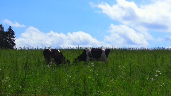 Cows In The Green Meadow