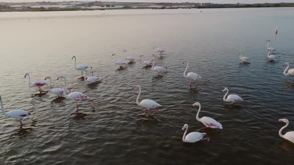 Group of Beautiful Pink Flamingos Wading During Sunset In Vendicari Reserve, Sicily, Italy.  - aeria