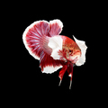 betta fish on black - PhotoDune Item for Sale