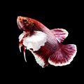 betta fish on black - PhotoDune Item for Sale