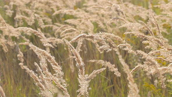 Spikelets in the Field