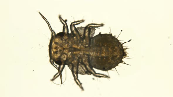 the Larva Is Under a Microscope, the Stage of a Nymph Is a Grass Flea of the Psyllidae Family