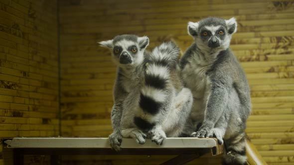Lemurs In The Zoo
