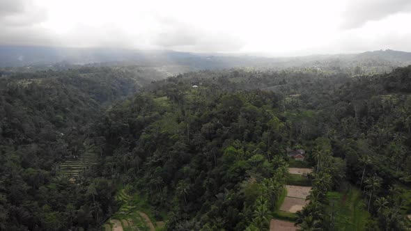 Aerial Drone View of Jungle in Bali