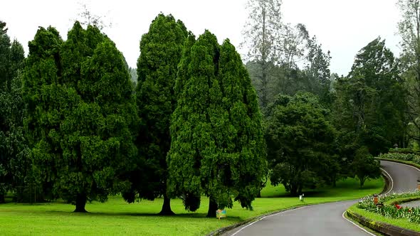 Trees Blowing In Heavy Wind alt