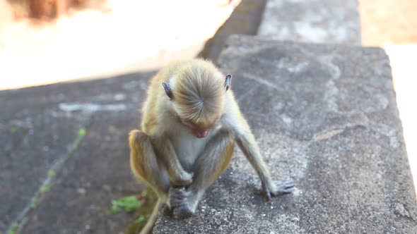 Baby Monkey In Sigiriya, An Ancient Palace Located In The Central Matale District.