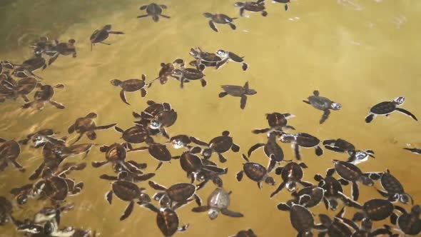 Baby Turtles Swimming In A Pool At A Turtle Hatchery In Sri Lanka. 2