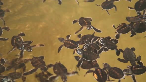 Baby Turtles Swimming In A Pool At A Turtle Hatchery In Sri Lanka. 5