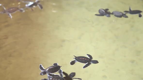 Baby Turtles Swimming In A Pool At A Turtle Hatchery In Sri Lanka. 8