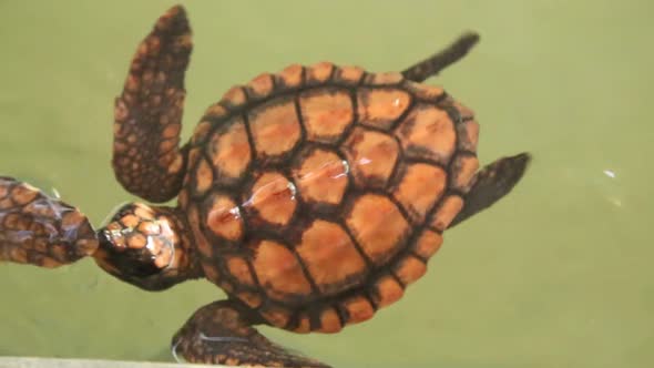 Baby Turtles Swimming In Pool At Kosgoda Lagoon Turtle Hatchery 11