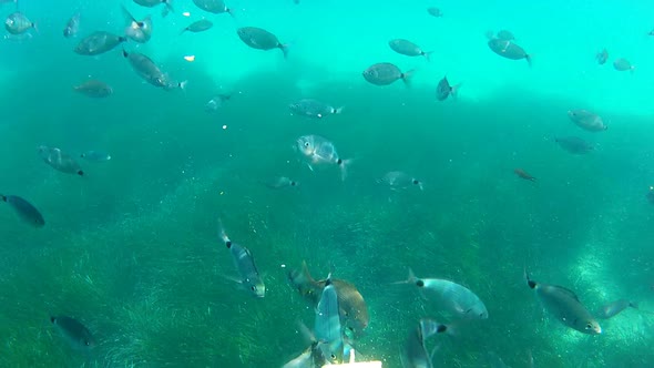 Fish Eating Frenzy Shot Underwater 1
