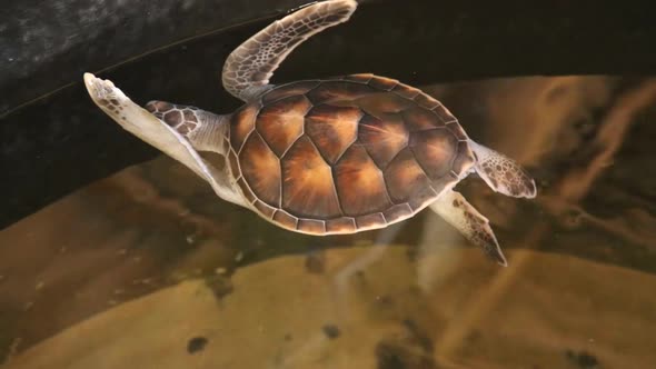 Baby Turtles Swimming In Pool At Kosgoda Lagoon Turtle Hatchery 12