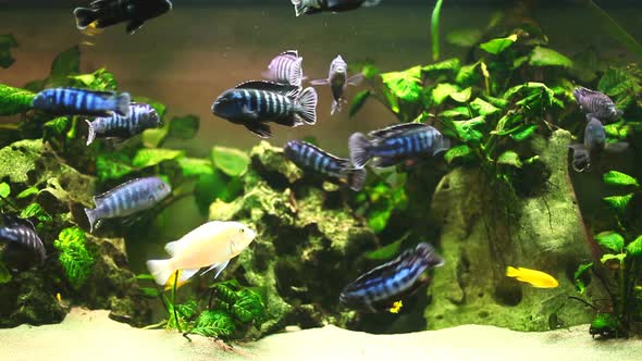 Fish In Aquarium 1