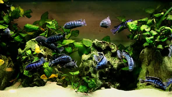 Fish In Aquarium 11