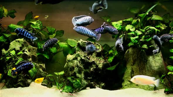 Fish In Aquarium 12