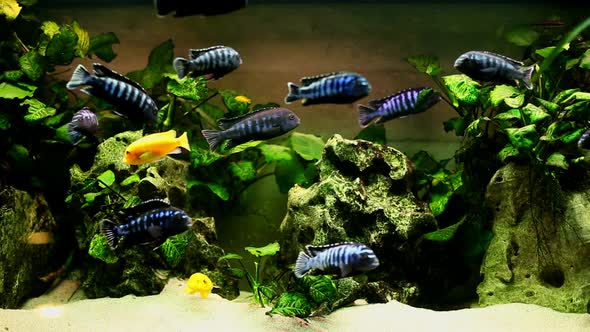 Fish In Aquarium 13